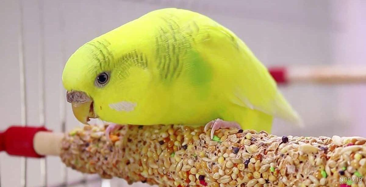 عکس غذاهای مرغ عشق