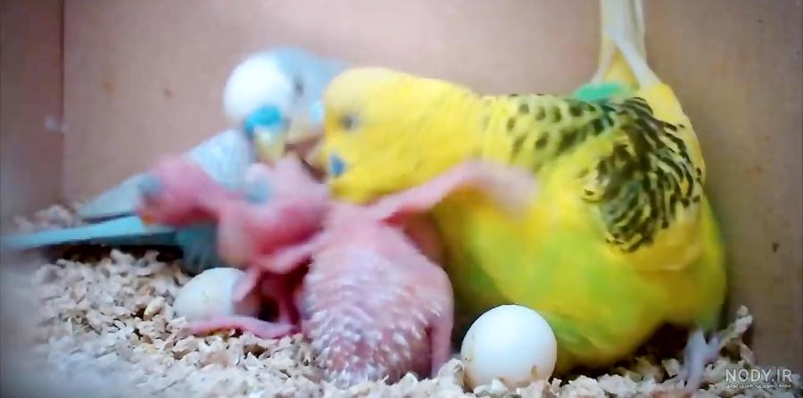عکس مرغ عشق و جوجه