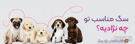 سگ نگهبان , قیمت سگ نگهبان , قیمت توله سگ - سرزمین سگ ها سگ نگهبان , قیمت سگ نگهبان , قیمت توله سگ - سرزمین سگ ها