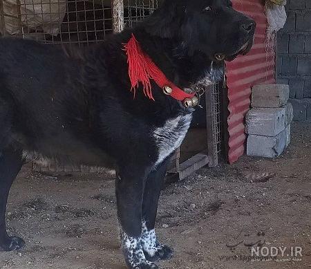 سگ نگهبان و وحشی سگ نگهبان و وحشی