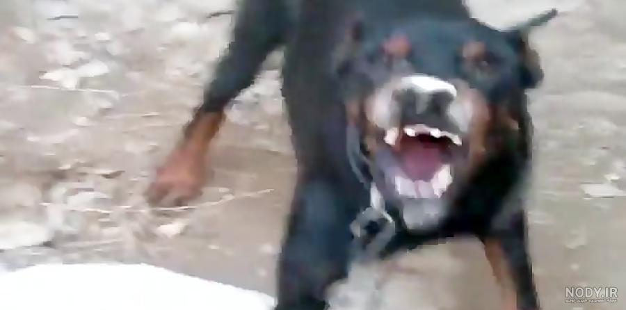 عکس سگ نگهبان عکس سگ نگهبان