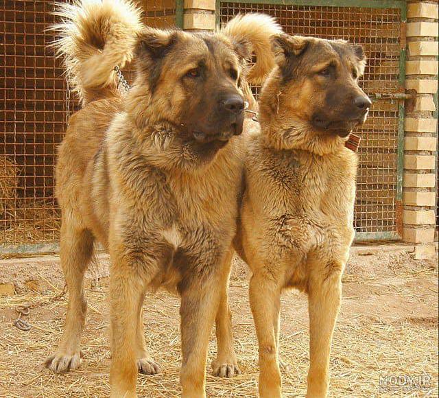 عکس سگ نگهبان باغ عکس سگ نگهبان باغ