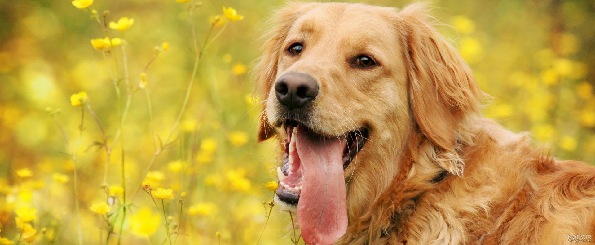 عکسهای سگ نگهبان عکسهای سگ نگهبان