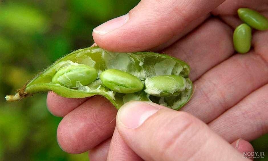 دانه سویا و معرفی خواص سویا آجیلی برای لاغری و سلامتی - سبک زندگی