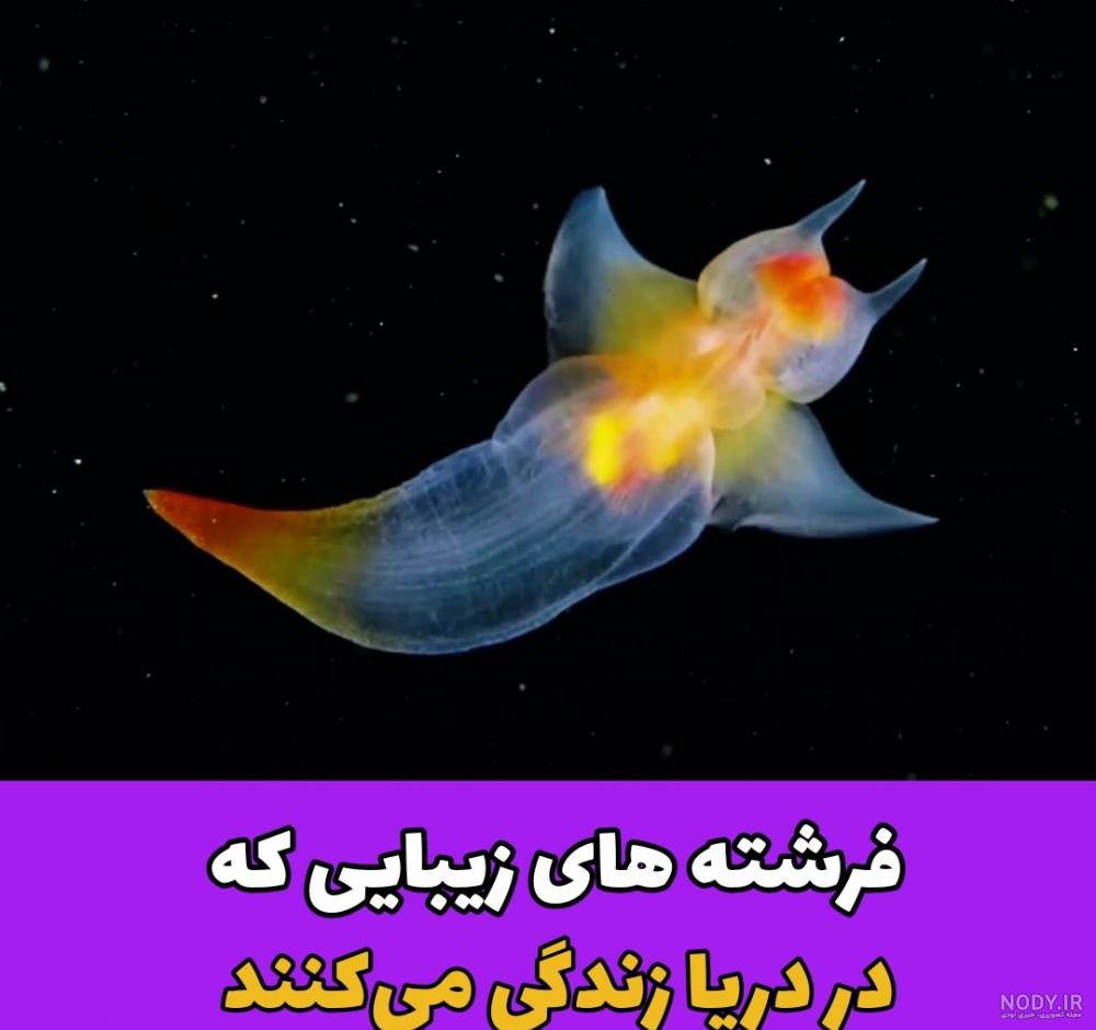 فرشته‌هایی که در آب زندگی می‌کنند +عکس - مشرق نیوز