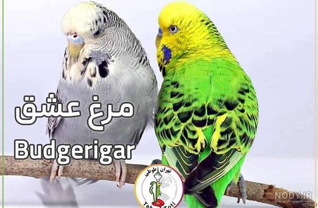 100 عکس خیره کننده از طوطی های رنگارنگ و بازیگوش