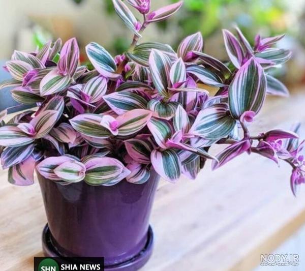 آشنایی با گل سوسن عنکبوتی گرمسیری