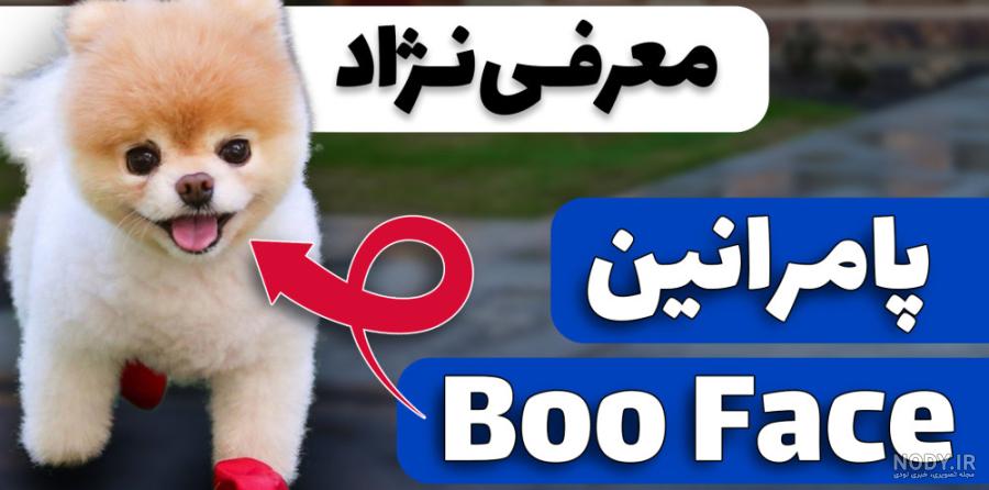 توله سگهای بامزه - سگ پامرانین