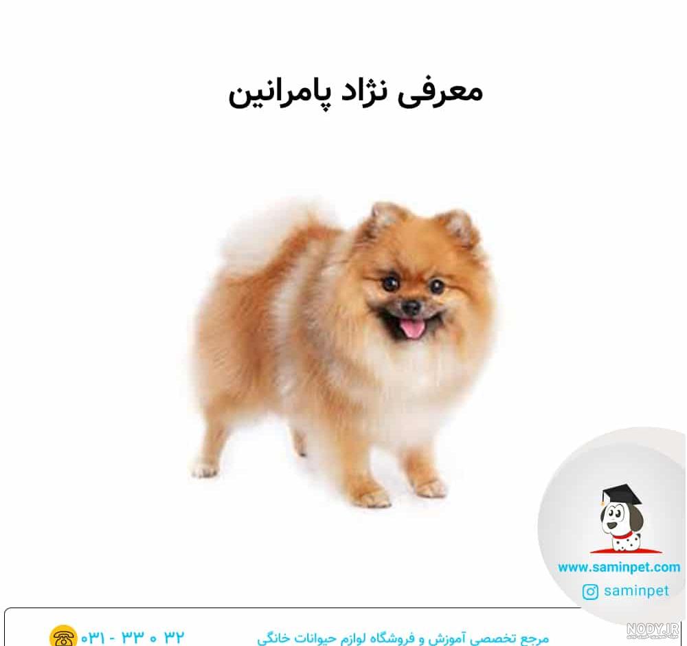 توله پامرانین اصیل توله پامرانین اصیل