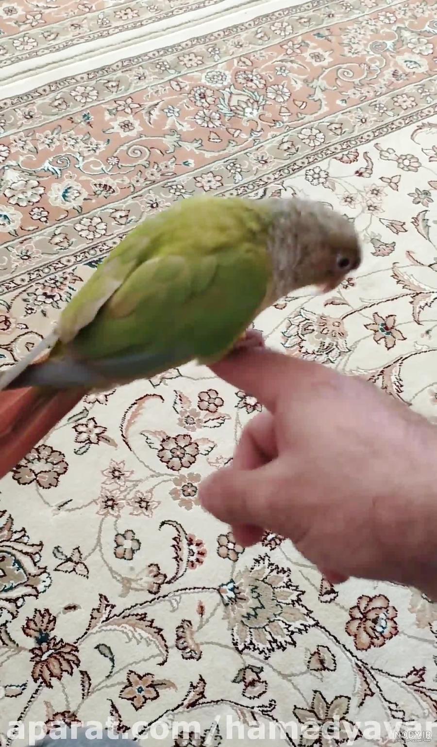 جوجه گرینچیک سخنگو(چیکو) جوجه گرینچیک سخنگو(چیکو)