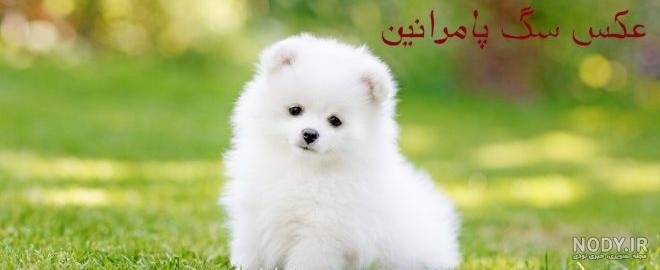 سگ پامرانین اطلاعات کامل نژادی و نگهداری پامرها خصوصیات اخلاقی ...