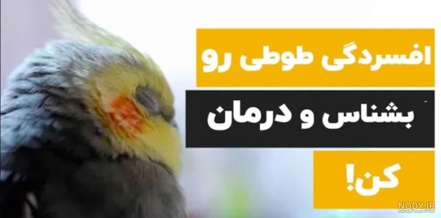 طوطی صورت هلویی - 1 معرفی طوطی کوتوله برزیلی صورت هلویی
