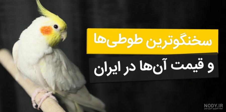 عکس انواع طوطی های سخنگو عکس انواع طوطی های سخنگو