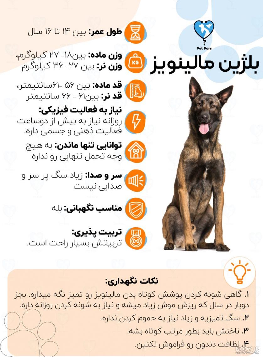عکس توله سگ دوبرمن اصیل
