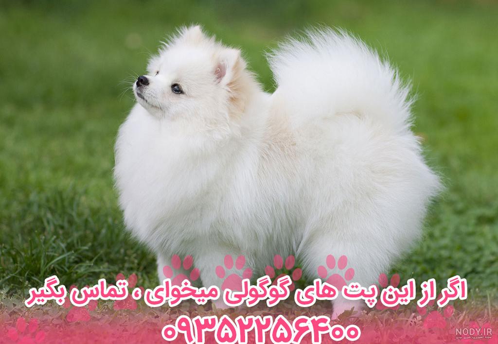 عکس سگ روباهی - عکس نودی عکس سگ روباهی - عکس نودی