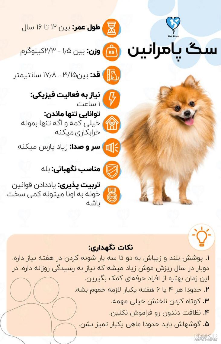 عکس سگ پامرانین روباهی عکس سگ پامرانین روباهی