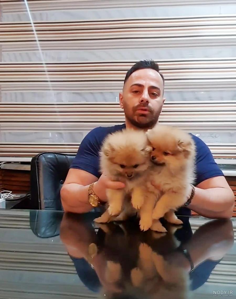 عکس سگ پامرانین؛ عکس‌های بامزه از نژادهای مختلف پامرانین - ستاره