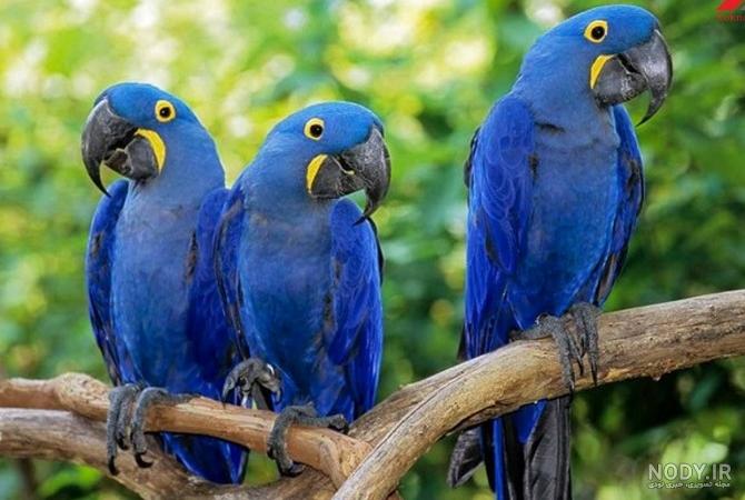 عکس صورت طوطی - عکس نودی