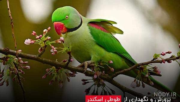عکس طوطی اسکندر عکس طوطی اسکندر