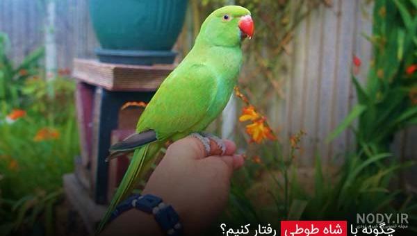 عکس طوطی اسکندر عکس طوطی اسکندر