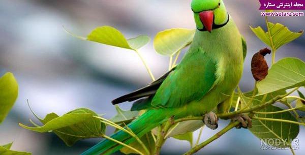 عکس طوطی اسکندر عکس طوطی اسکندر
