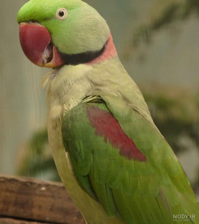 عکس طوطی اسکندر عکس طوطی اسکندر