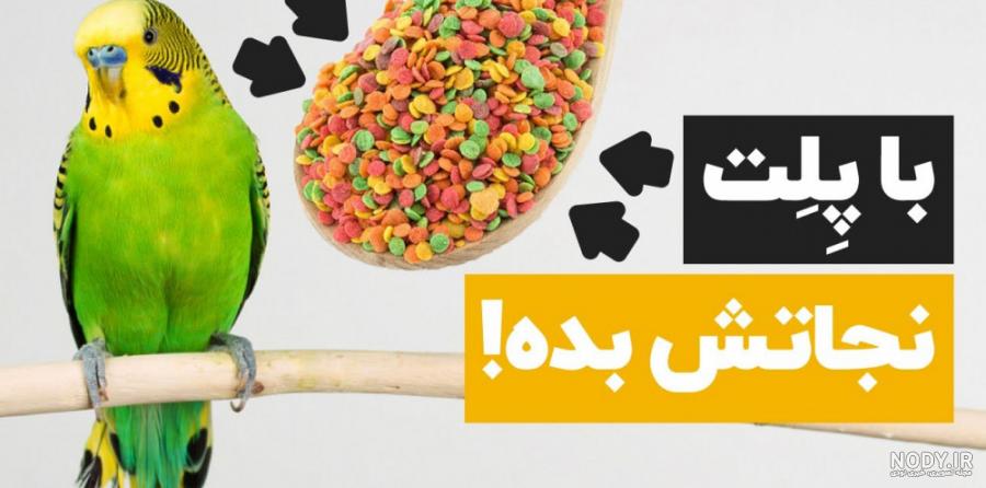 عکس طوطی های خوشرنگ معروف به طوطی برزیلی