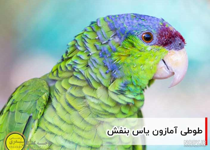 عکس طوطی ملنگو آبی - عکس نودی