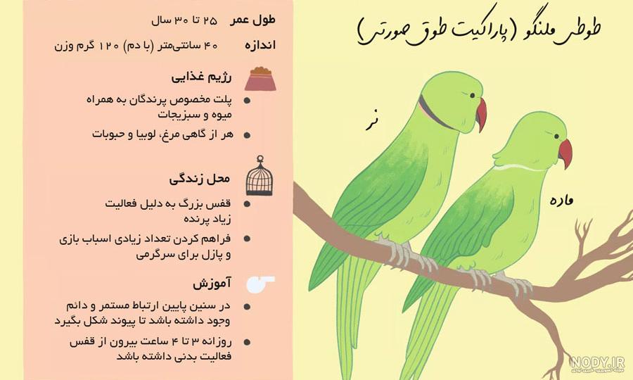 عکس طوطی ملنگو جوجه - کامل (مولیزی) عکس طوطی ملنگو جوجه - کامل (مولیزی)