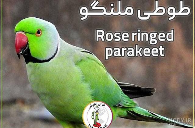 عکس طوطی ملنگو - عکس نودی