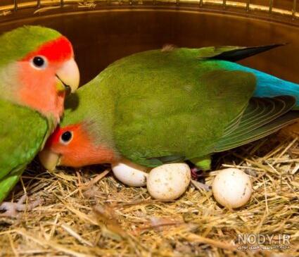 عکس طوطی کوتوله صورت هلویی