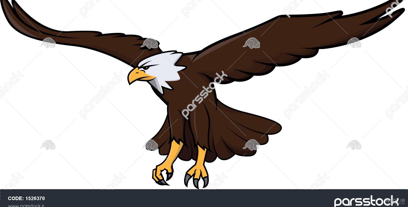 عکس عقاب راحت عکس عقاب راحت