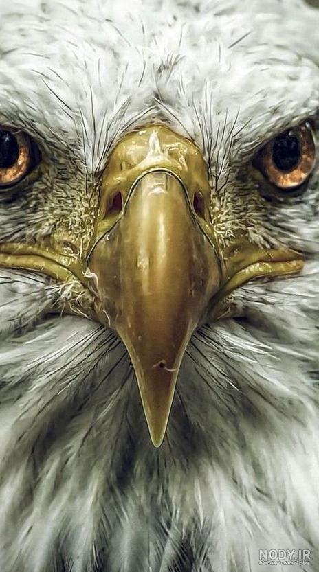 عکس عقاب وحشتناک - عکس نودی