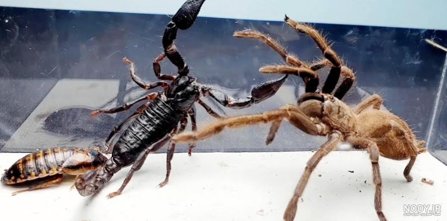 عکس عنکبوت و تار عنکبوت عکس عنکبوت و تار عنکبوت