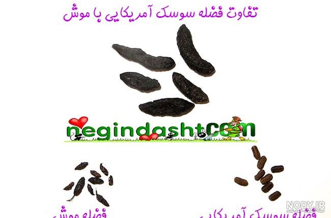 عکس فضله عنکبوت