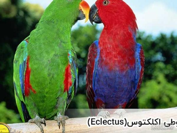 عکس فیلم طوطی - عکس نودی عکس فیلم طوطی - عکس نودی