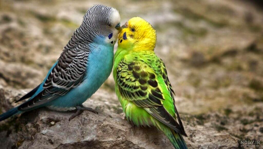 عکس پرنده های سخنگو عکس پرنده های سخنگو