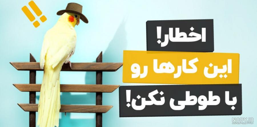 عکس چهره طوطی