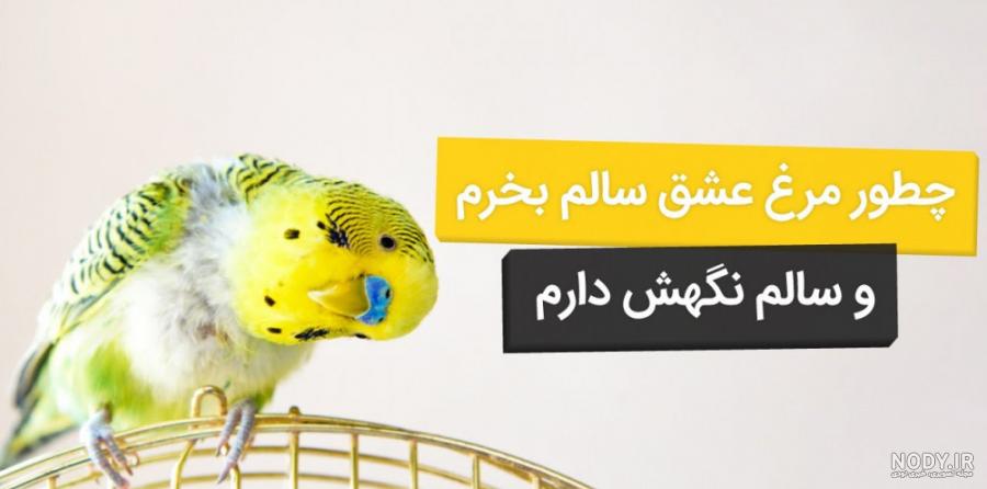 عکس چهره طوطی