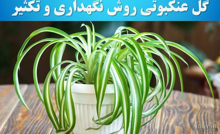 فرارو | همه چیز درباره گیاه گندمی یا عنکبوتی؛ از پرورش و تکثیر تا ...