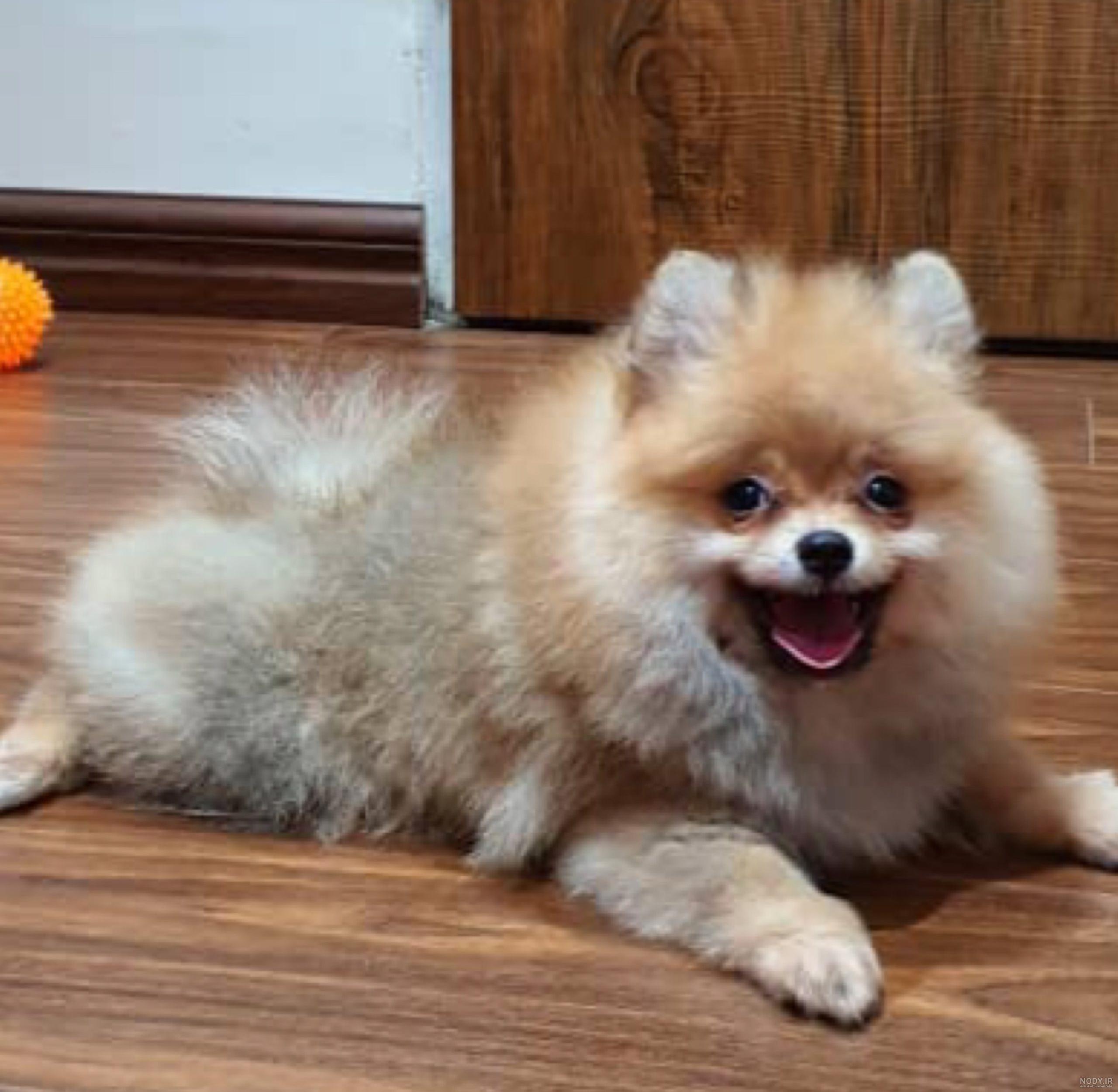 قیمت و خرید سگ پامرانین خرسی و روباهی (Pomeranian) قیمت و خرید سگ پامرانین خرسی و روباهی (Pomeranian)