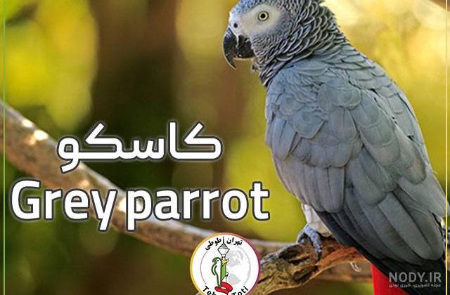 قیمت طوطی سخنگوی ارزان |خرید طوطی سخنگوی ارزان | ارشا پت قیمت طوطی سخنگوی ارزان |خرید طوطی سخنگوی ارزان | ارشا پت