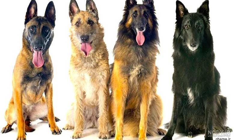 قیمت مالینویز بلژیکی چقدر است؟ | بررسی انواع و راهنمای خرید سگ ...