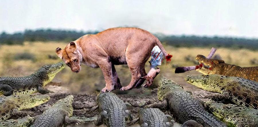 مار زهری آفریقایی - سمی ترین مار - مومبای سیاه افریقا