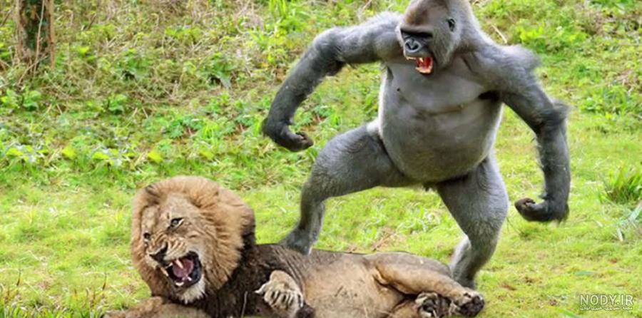 مار زهری آفریقایی - سمی ترین مار - مومبای سیاه افریقا