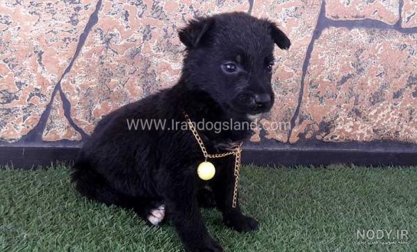 مالینویز (Belgian Malinois) + قیمت سگ مالینویز؟ |وی آی پت