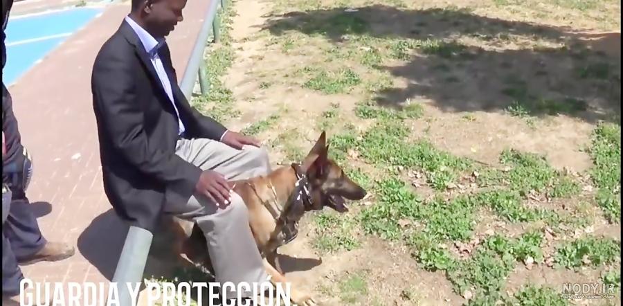 مشخصات کامل، قیمت و خرید نژاد سگ بلژین مالینویز (Belgian Malinois ...