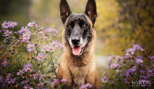 مشخصات کامل، قیمت و خرید نژاد سگ بلژین مالینویز (Belgian Malinois ...
