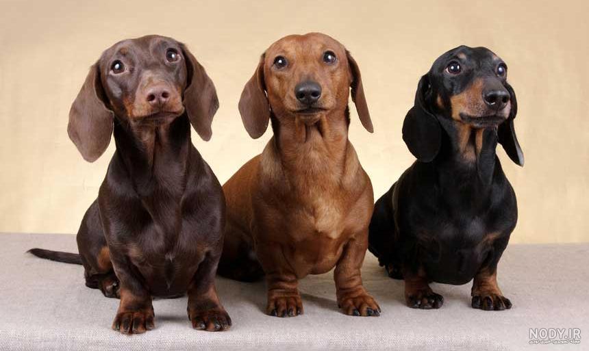 مشخصات کامل، قیمت و خرید نژاد سگ داشهوند (Dachshund) | پت راید مشخصات کامل، قیمت و خرید نژاد سگ داشهوند (Dachshund) | پت راید