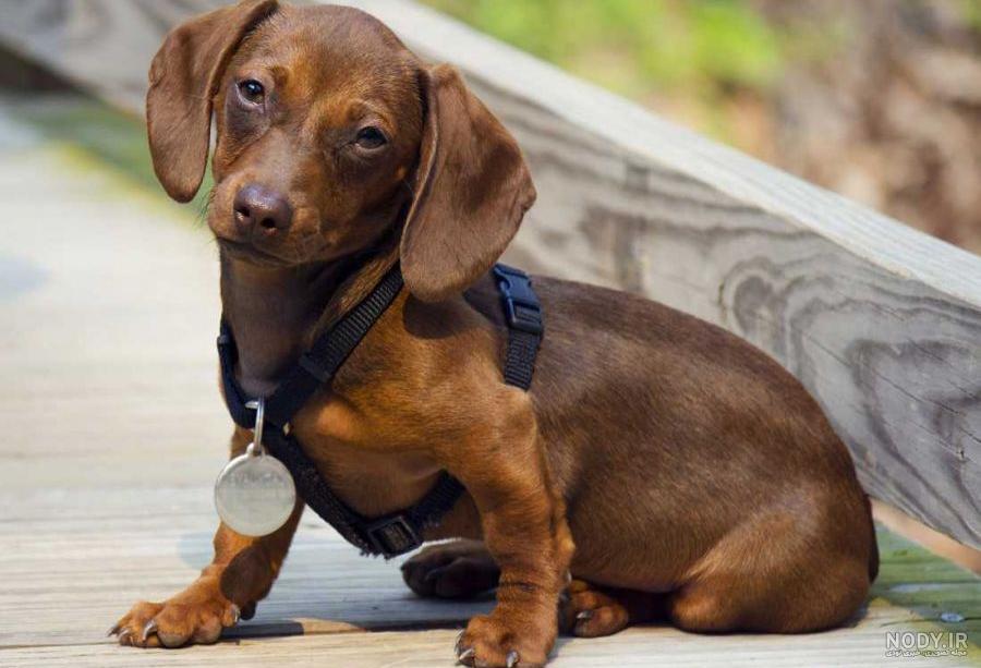 مشخصات کامل، قیمت و خرید نژاد سگ داشهوند (Dachshund) | پت راید